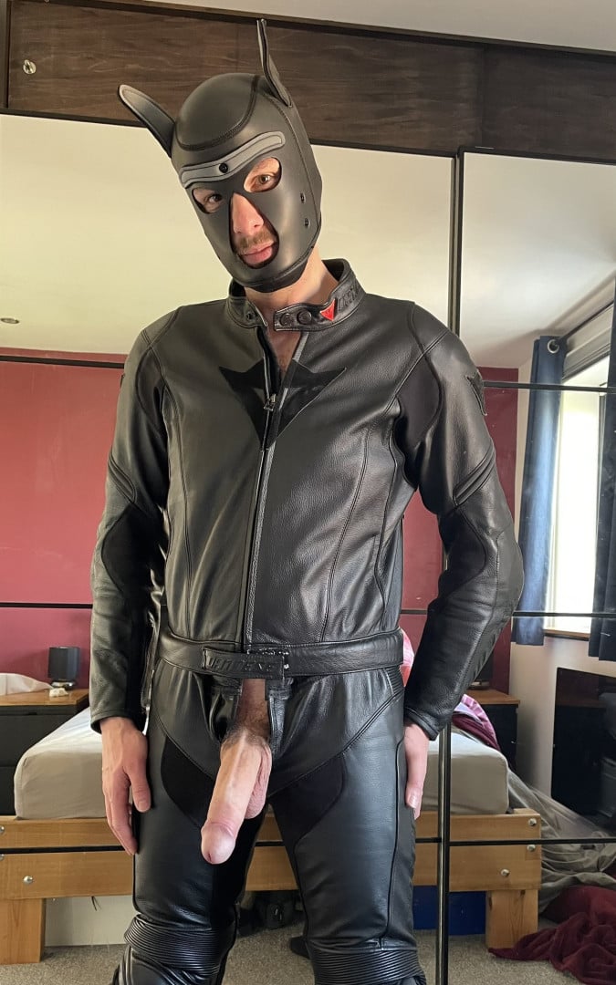 Hung Grey Wolf
