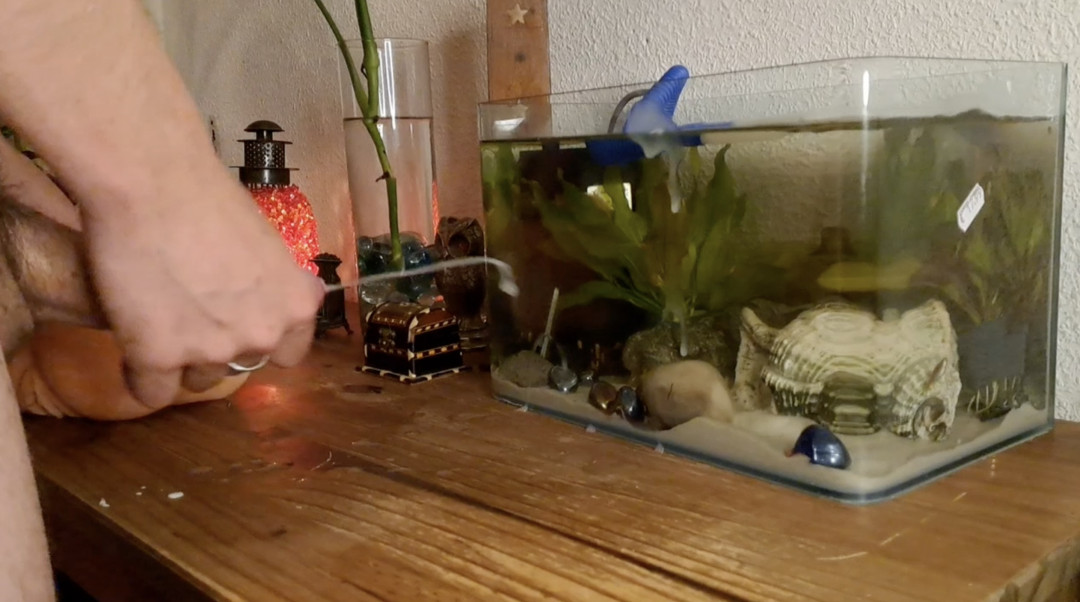 Bony gießt sein Aquarium