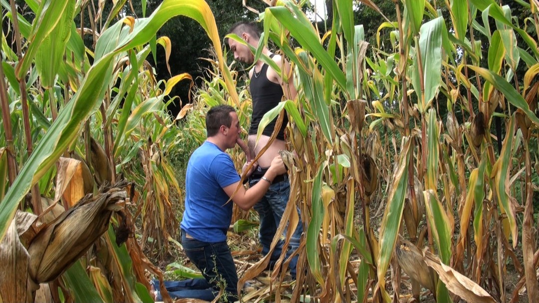 un mec se tape un agriculteur d'un champ de mais